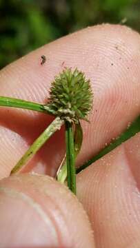 Image de Cyperus sesquiflorus subsp. sesquiflorus