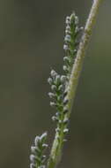 Image of African lavender-cotton