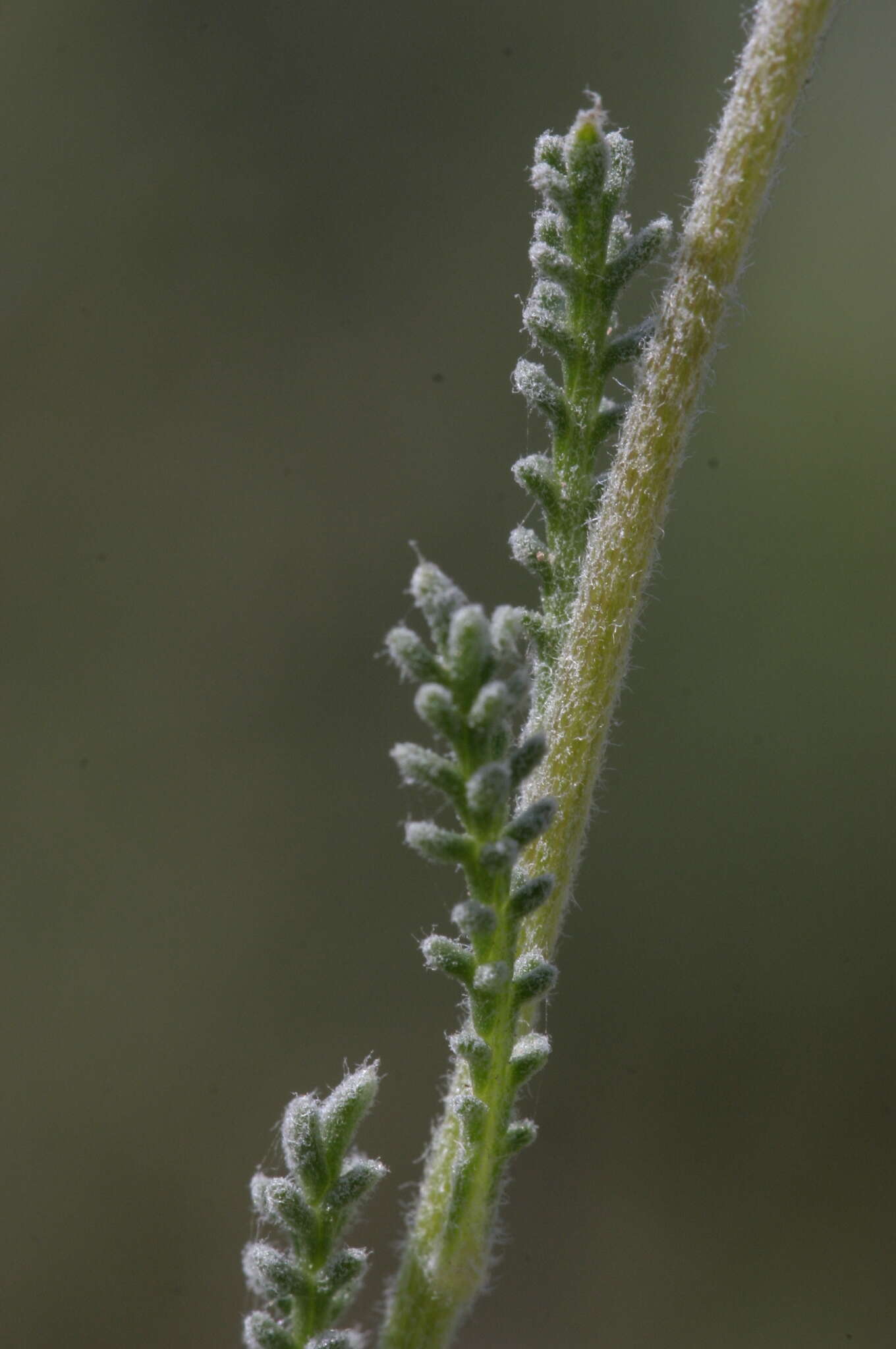 Image of African lavender-cotton