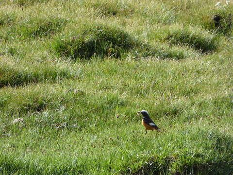 Image of Güldenstädt's Redstart