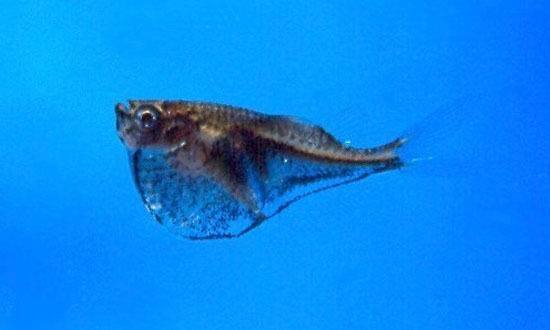 Image of Black-winged hatchetfish