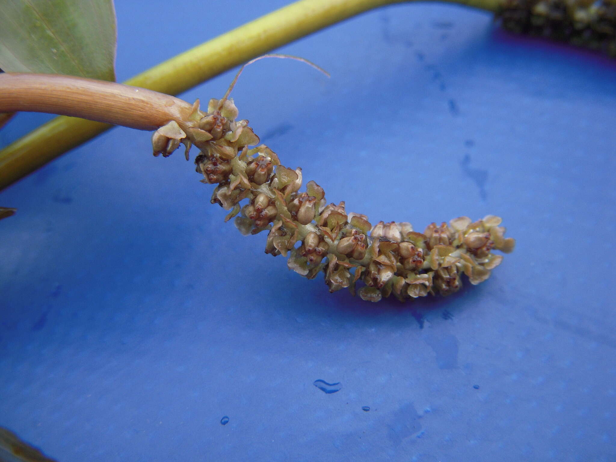 Image of Various-leaved Pondweed