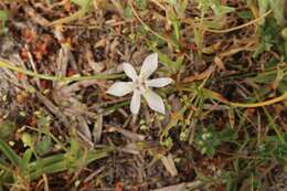Image of Moraea viscaria (L. fil.) Ker Gawl.