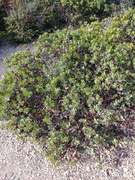 Image of brittleleaf manzanita