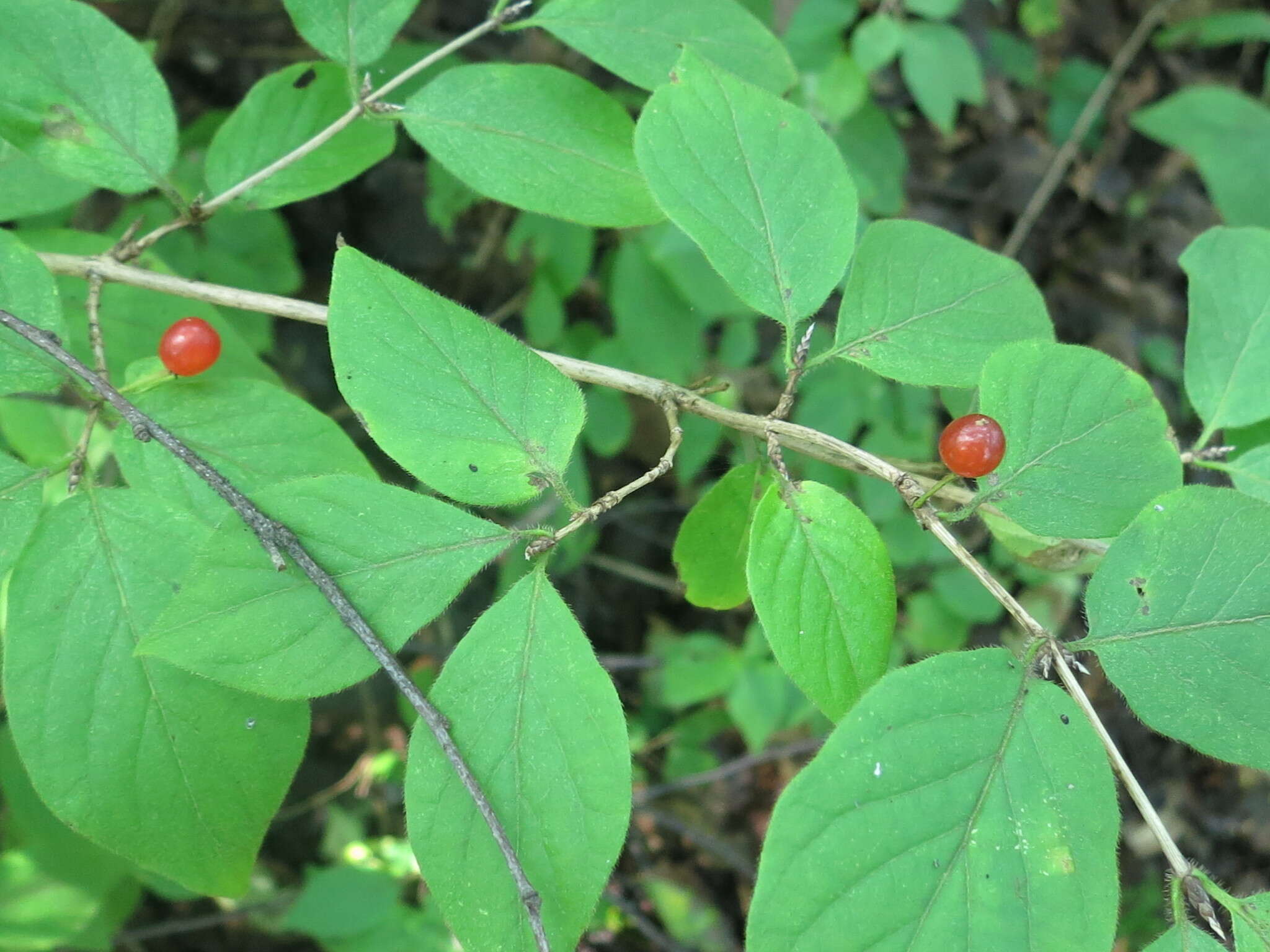 Image of honeysuckle