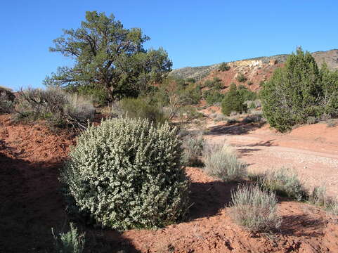 Image of roundleaf buffaloberry