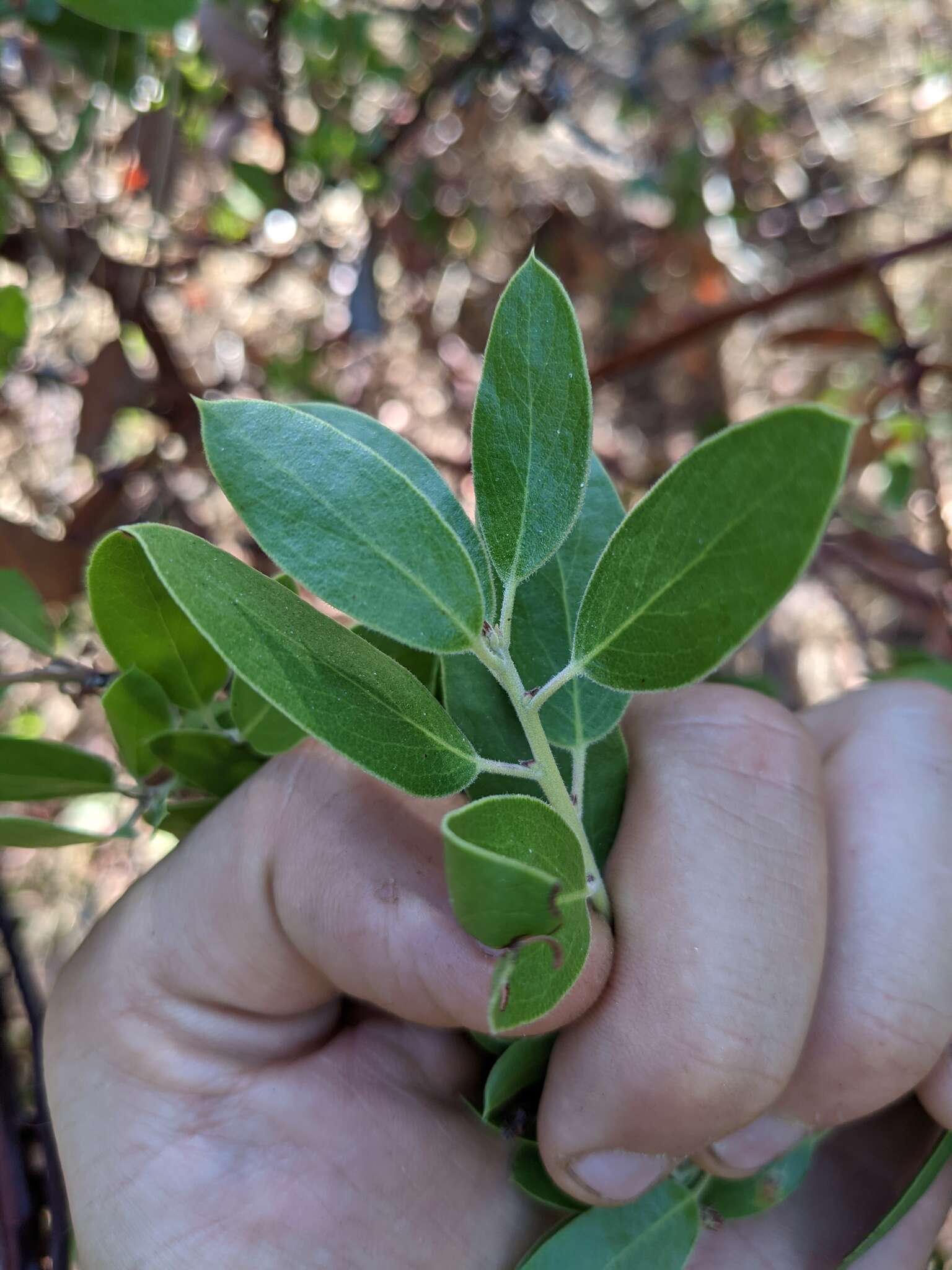 Sivun Arctostaphylos manzanita subsp. laevigata (Eastw.) Munz kuva