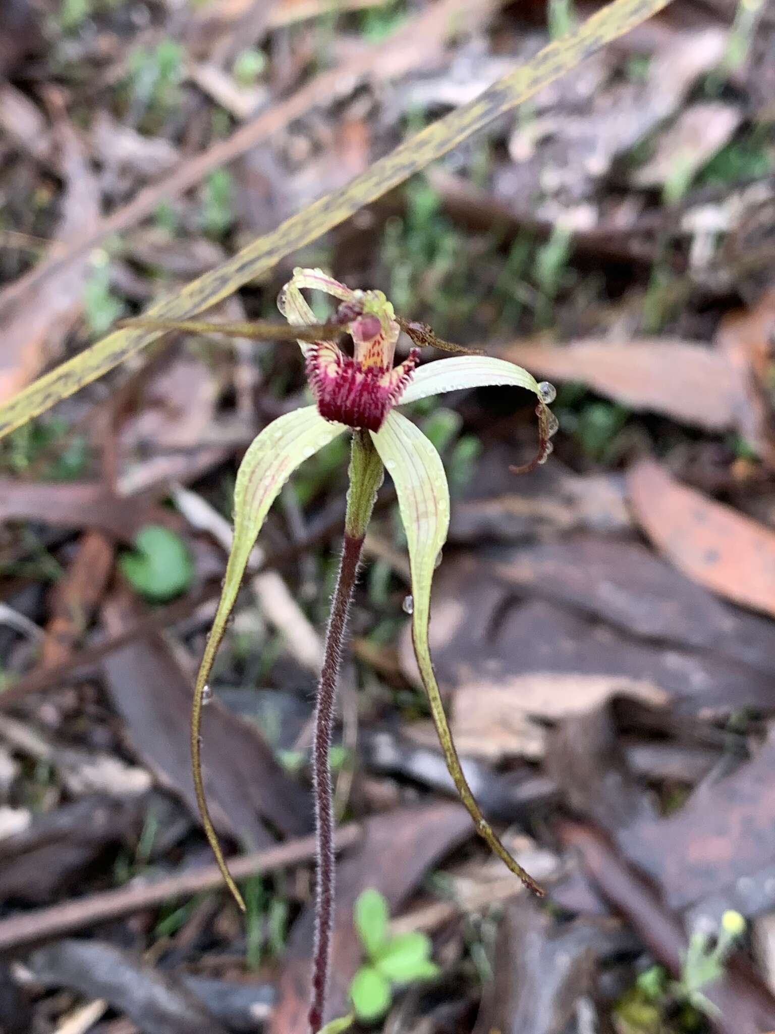 Image of Caladenia colorata D. L. Jones