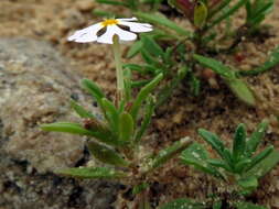 Image of Zaluzianskya affinis O. M. Hilliard