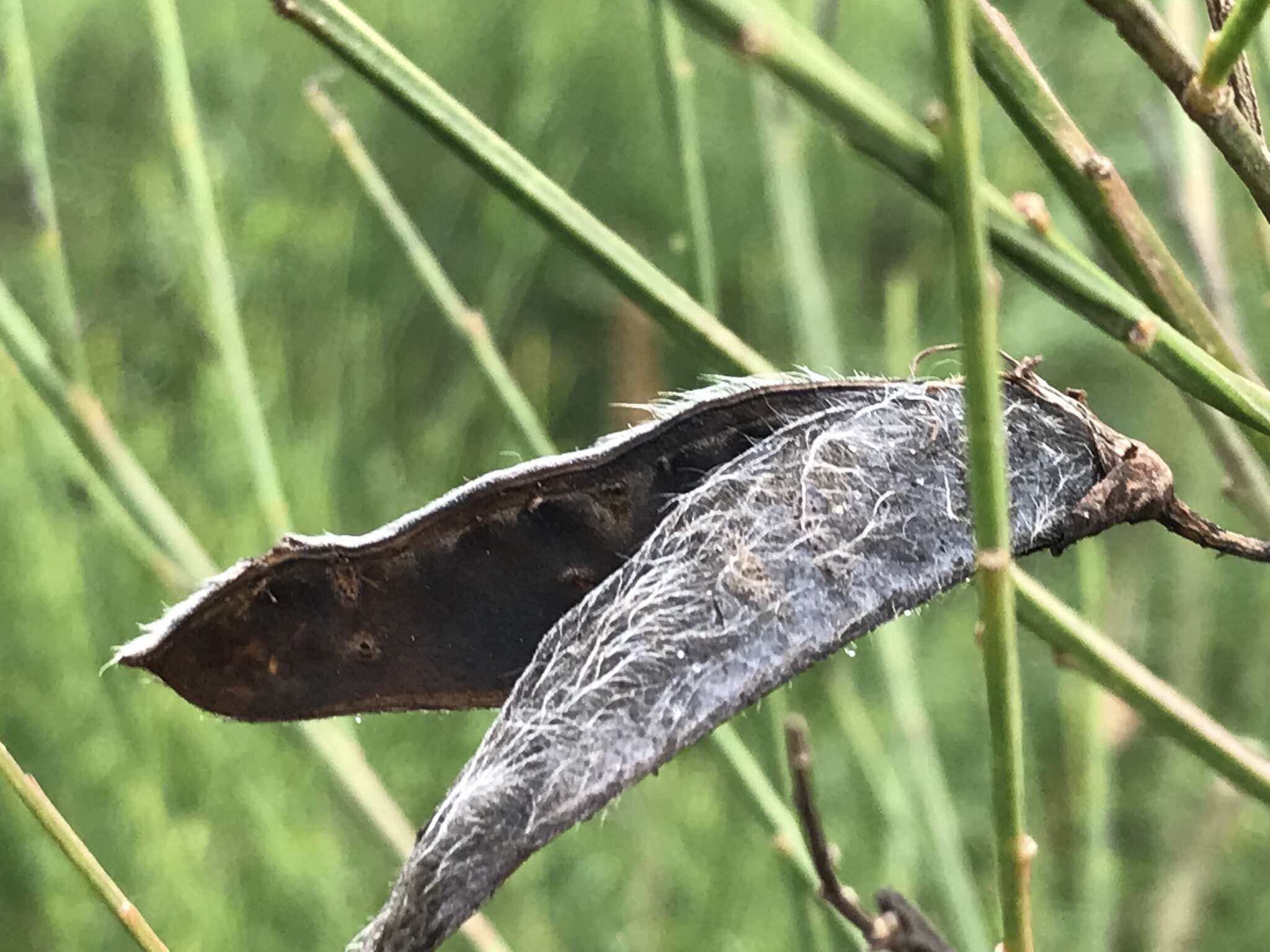 Слика од Cytisus grandiflorus (Brot.) DC.