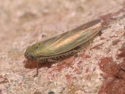 Image of Aster Leafhopper