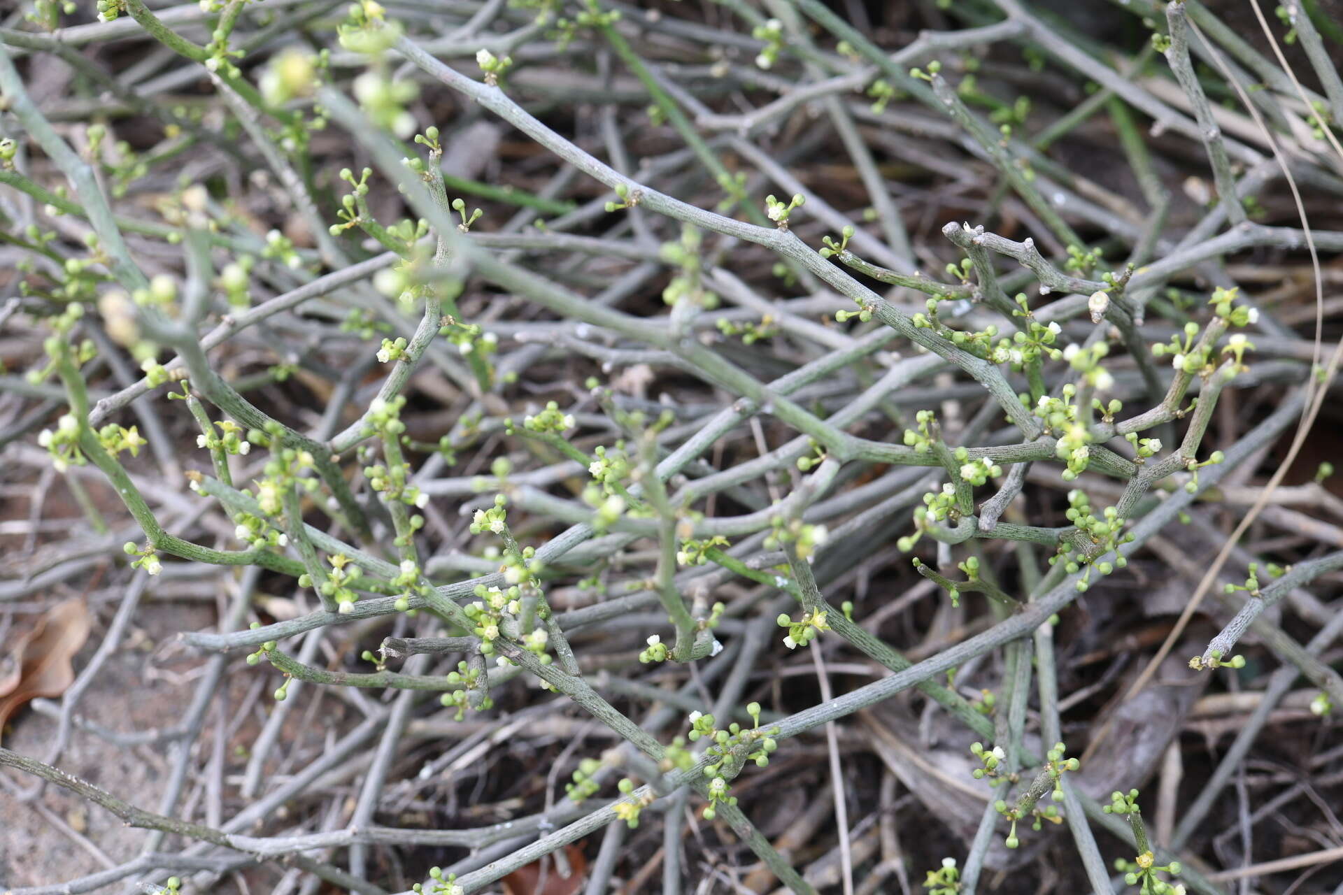 Imagem de Cynanchum gerrardii (Harvey) S. Liede