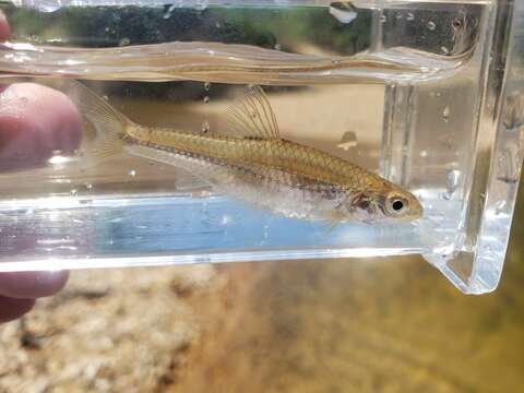 Image of Sand Shiner