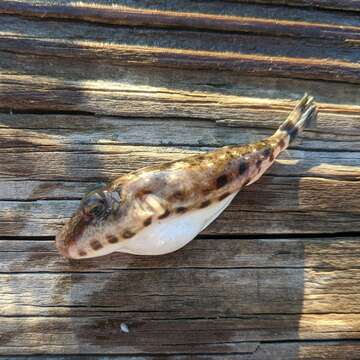 Image of Bandtail puffer