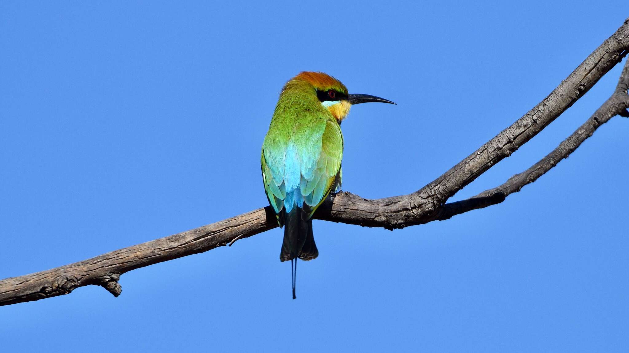 Image of Rainbow Bee-eater