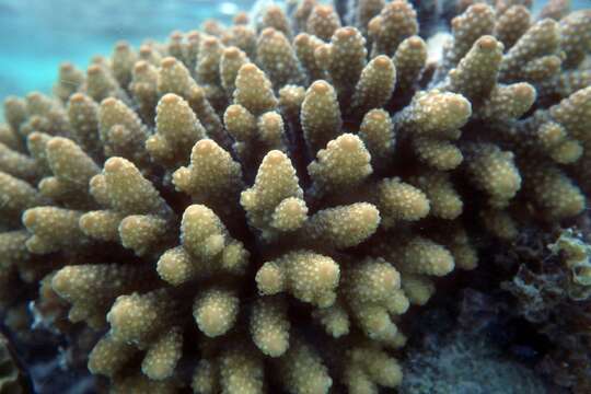 Image of Finger Coral