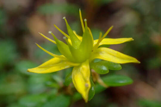 Image of Sedum erythrospermum Hayata