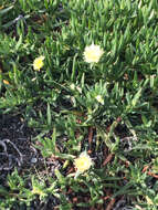 Imagem de Carpobrotus edulis (L.) N. E. Br.