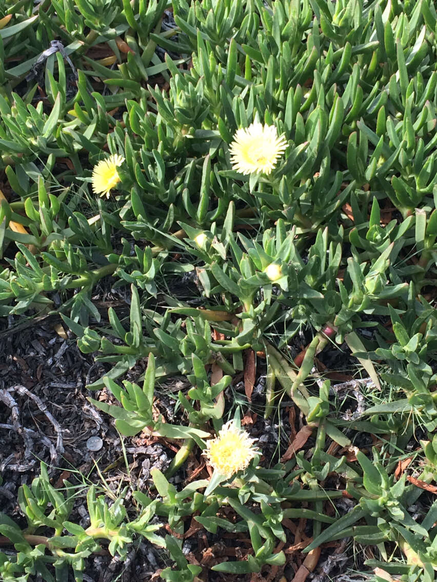 Imagem de Carpobrotus edulis (L.) N. E. Br.