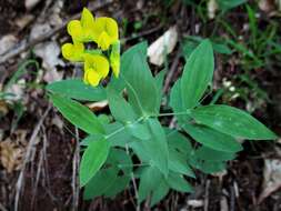 Lathyrus hallersteinii Baumg.的圖片