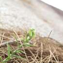 Слика од Pterostylis vittata Lindl.