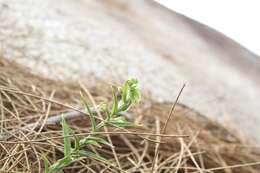 Image of Banded greenhood