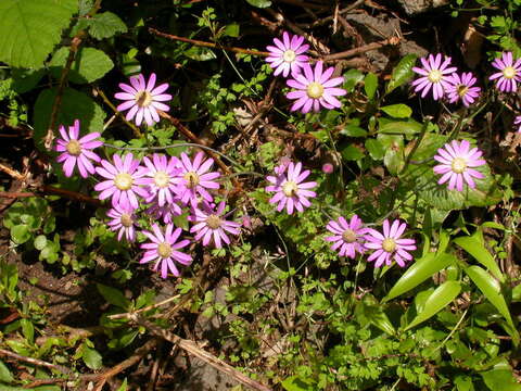 Imagem de Pericallis tussilaginis (L'Hér.) Webb & Berth.