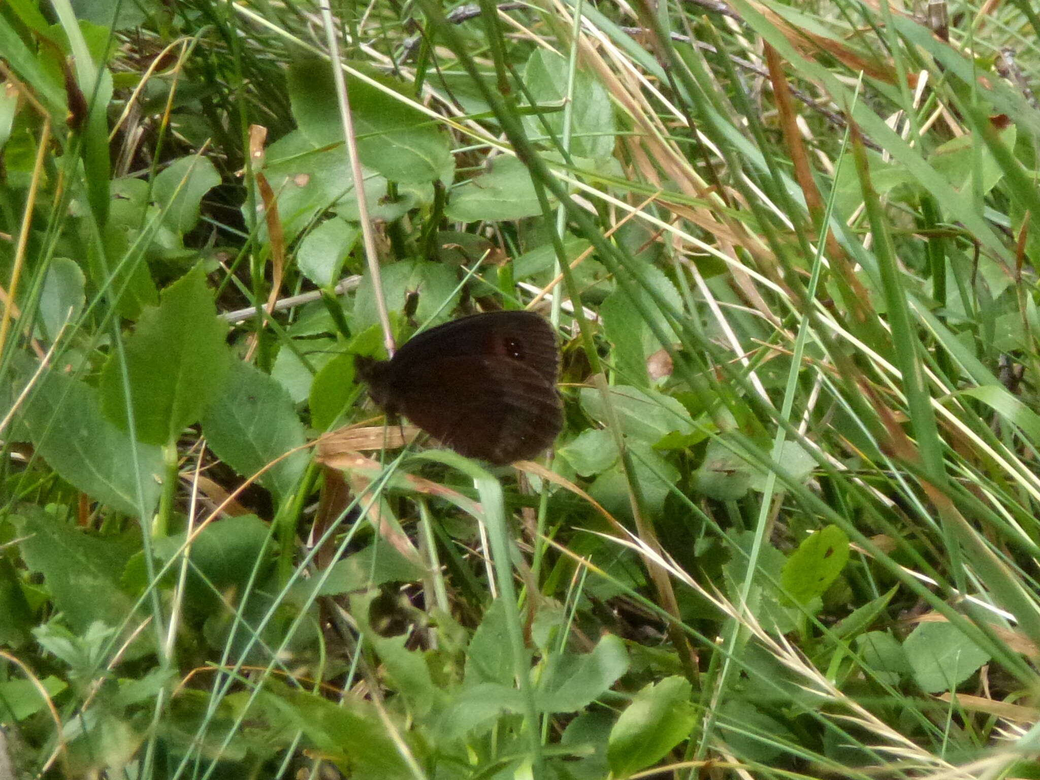 Image of scotch argus