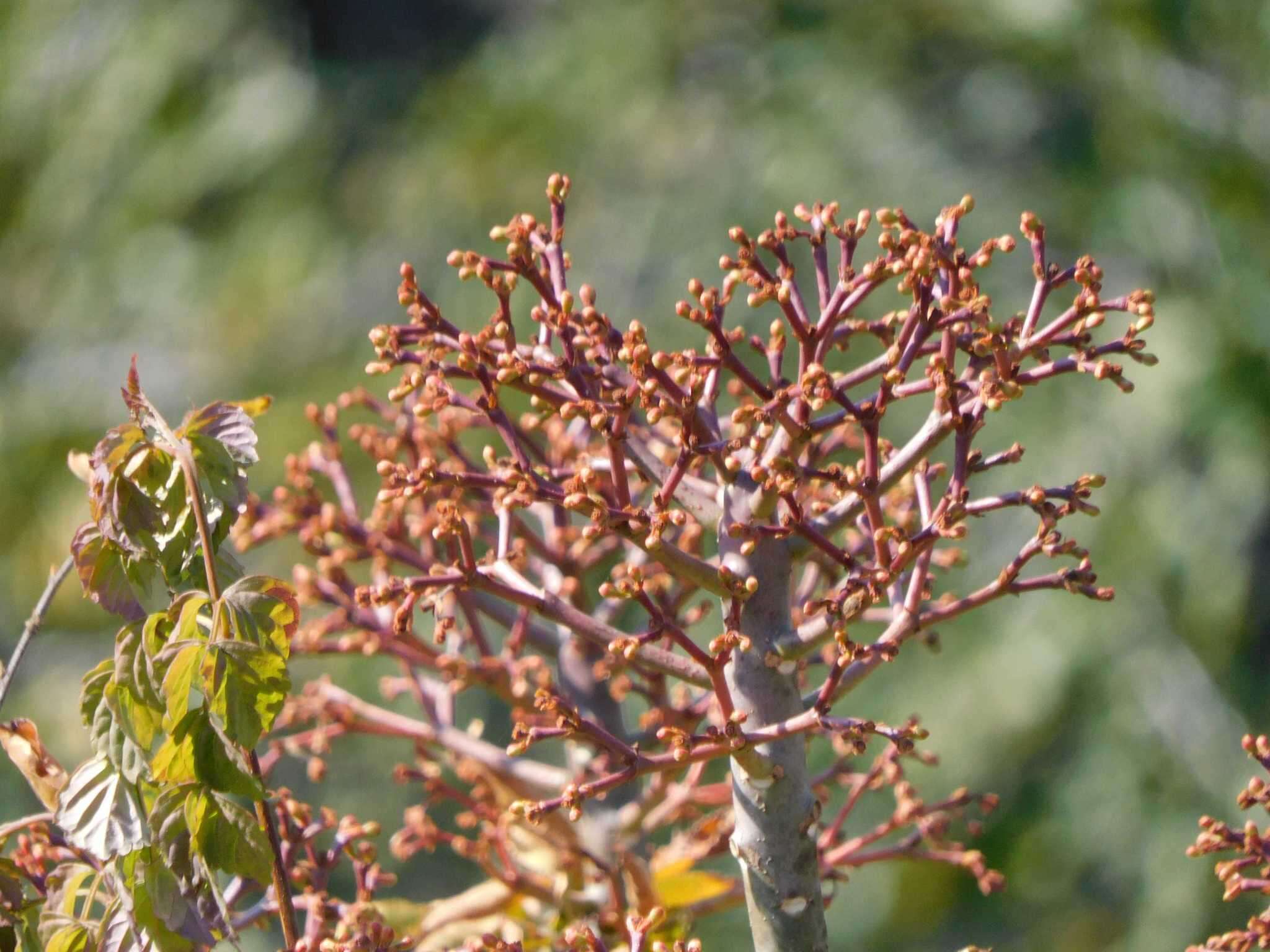 Image of Euphorbia cupularis Boiss.