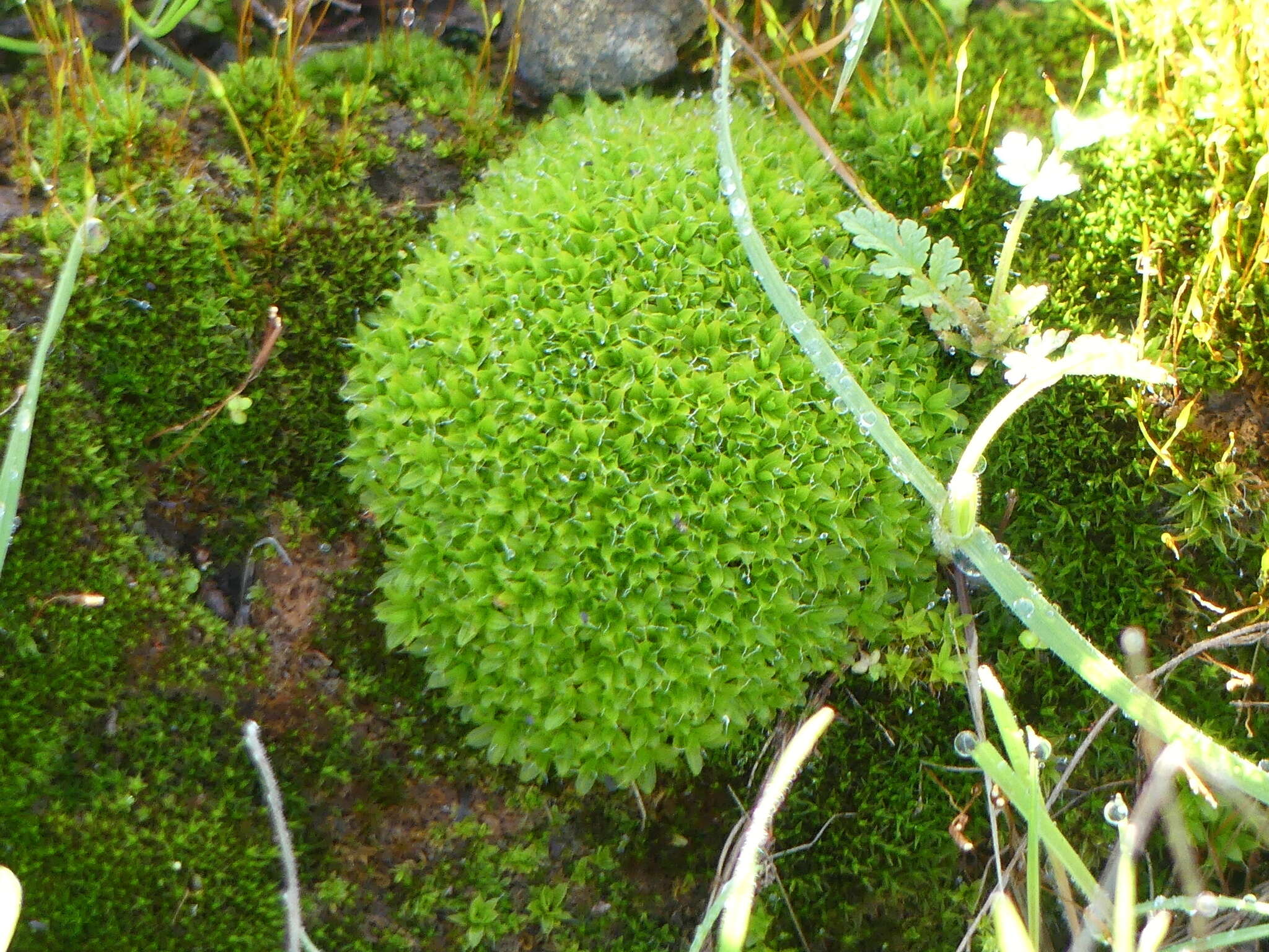 Image of Syntrichia virescens Ochyra 1992