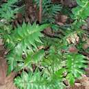 Image of Adiantum argutum Splitb.