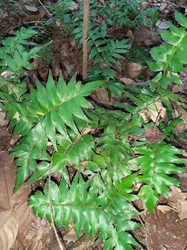 Image de Adiantum argutum Splitb.