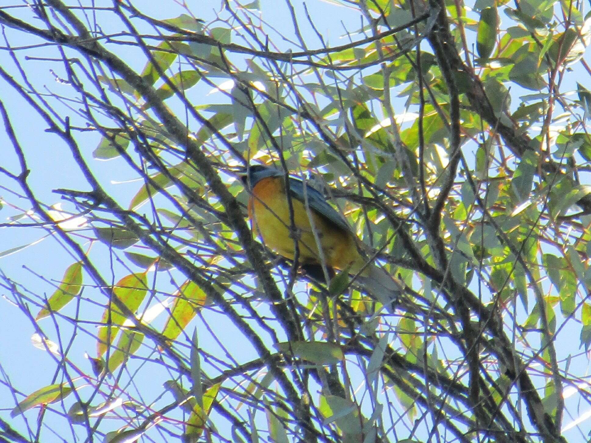 Image of Blue-and-yellow Tanager