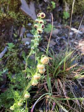 Plancia ëd Artemisia tsugitakaensis (Kitam.) Ling & Y. R. Ling