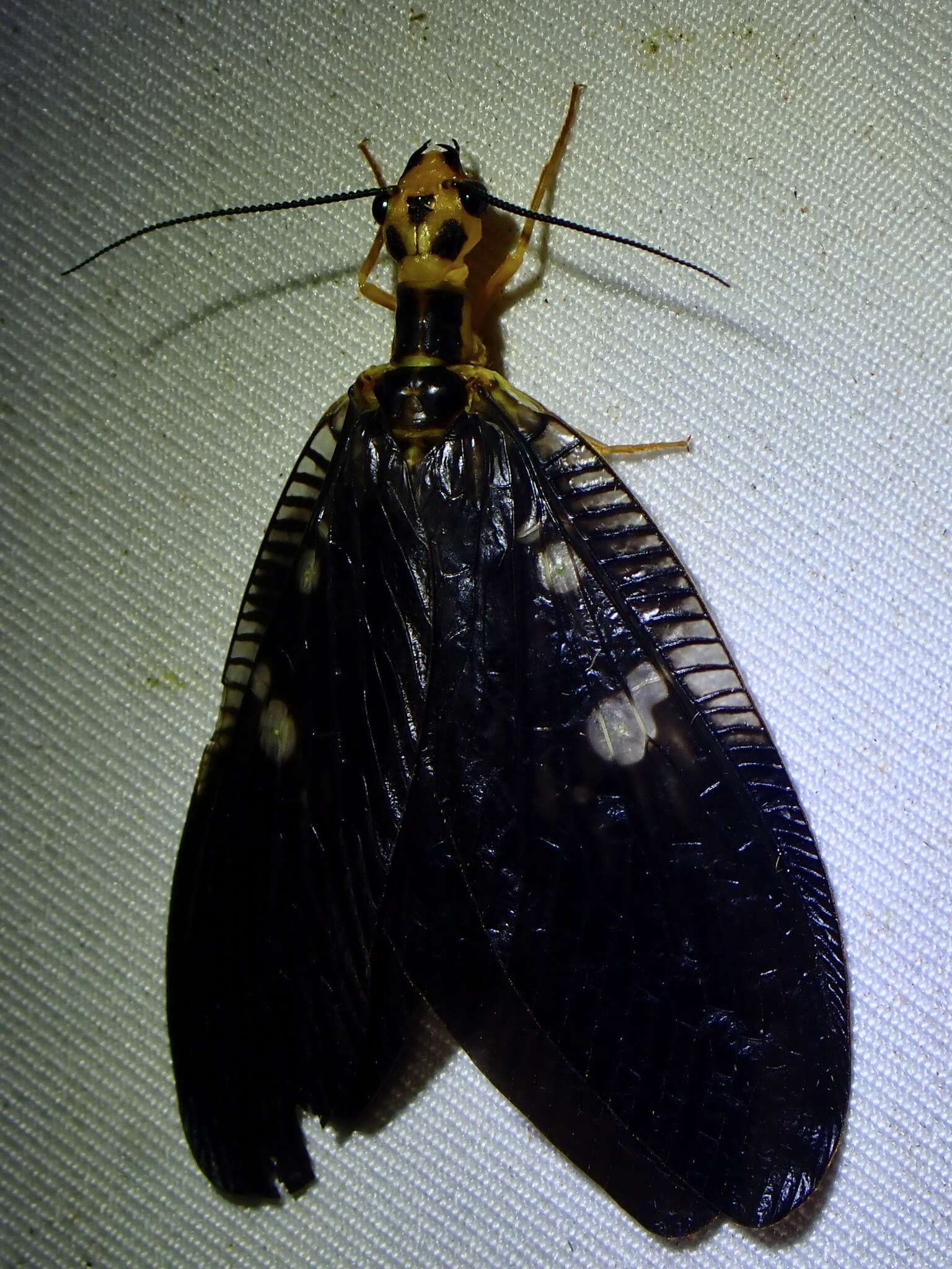 Image of Protohermes spectabilis X.-y. Liu et al. 2008