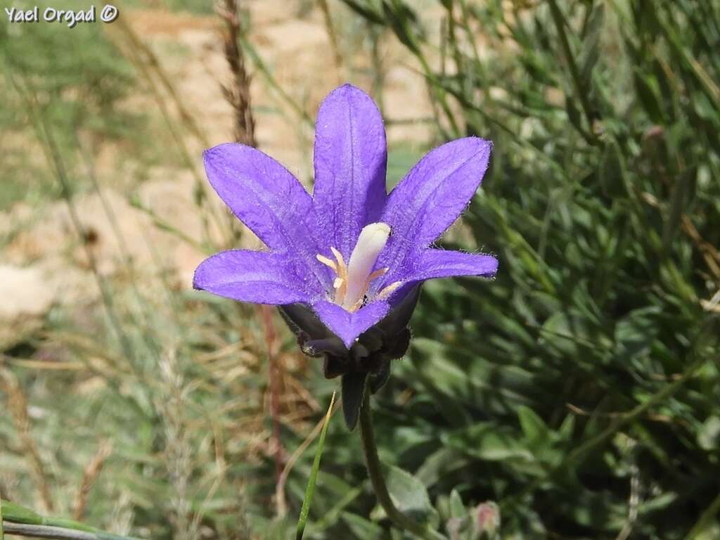 Imagem de Campanula stricta L.