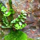 Image of Polystichum mohrioides (Bory) K. C. Presl