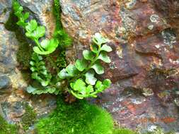 Image of Polystichum mohrioides (Bory) K. C. Presl