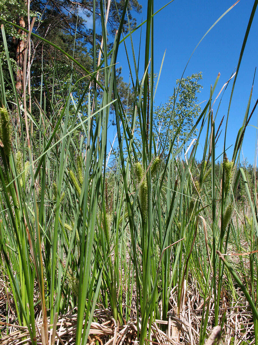 Image of beaked sedge