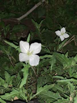 Image of Kunth's Evening-Primrose