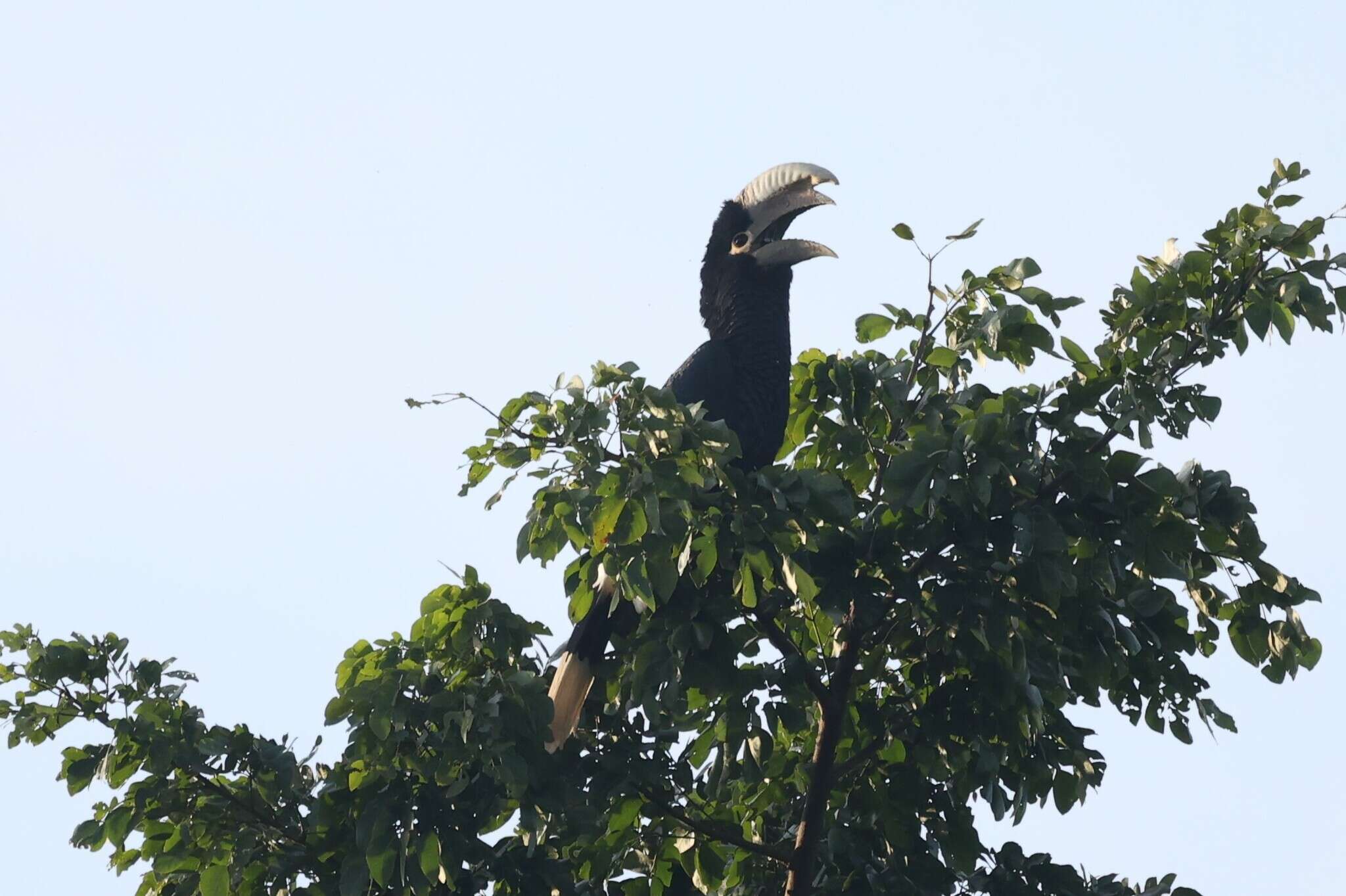 Image of White-thighed hornbill