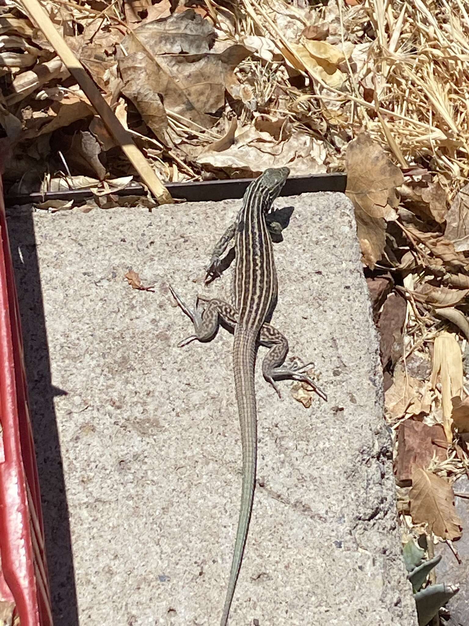 Image of New Mexico whiptail