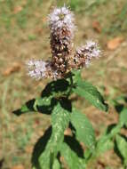 Image of Garden mint