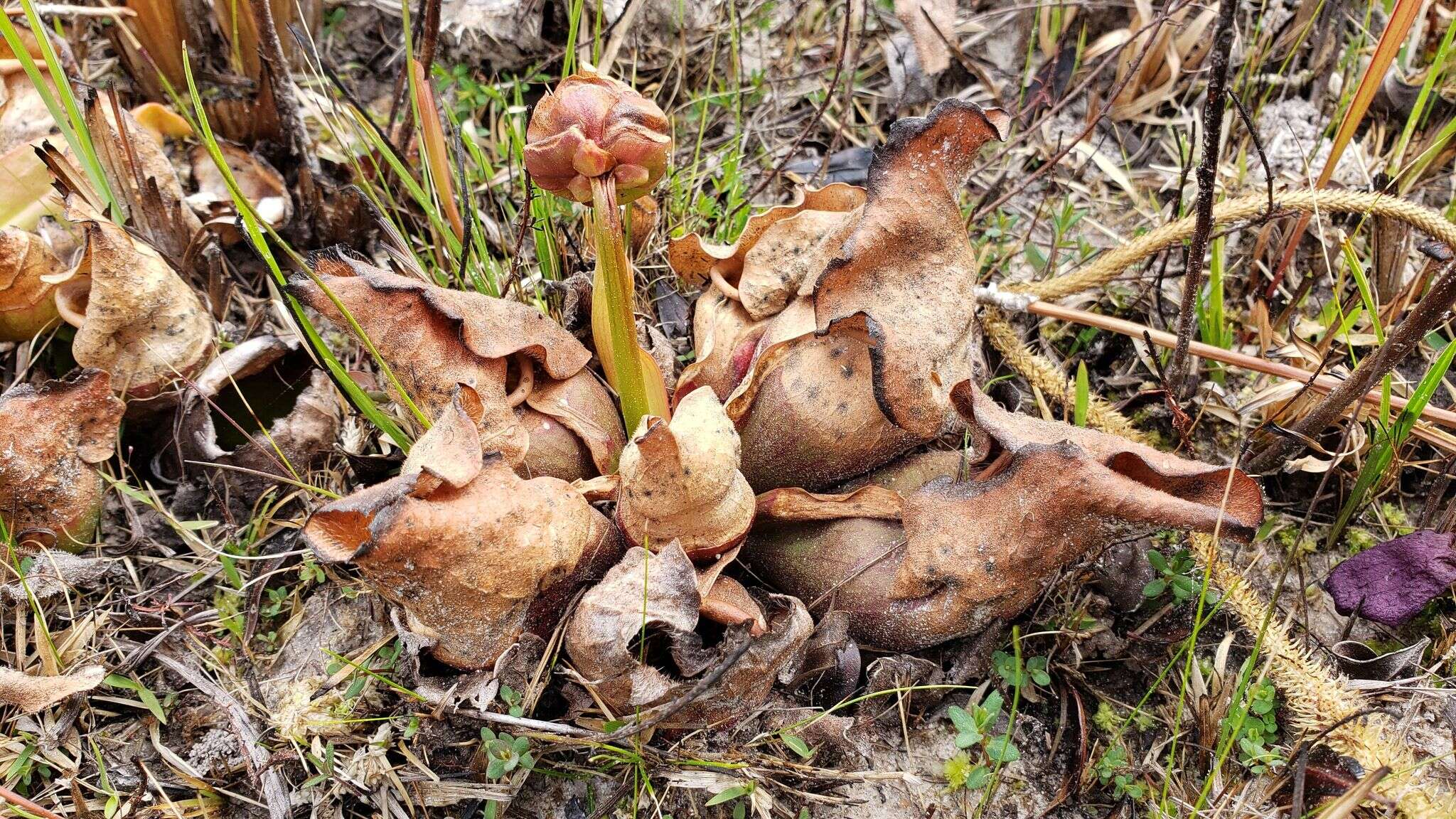 Image of Rosy Pitcherplant