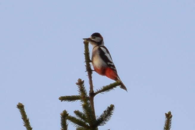 Image of Great Spotted Woodpecker