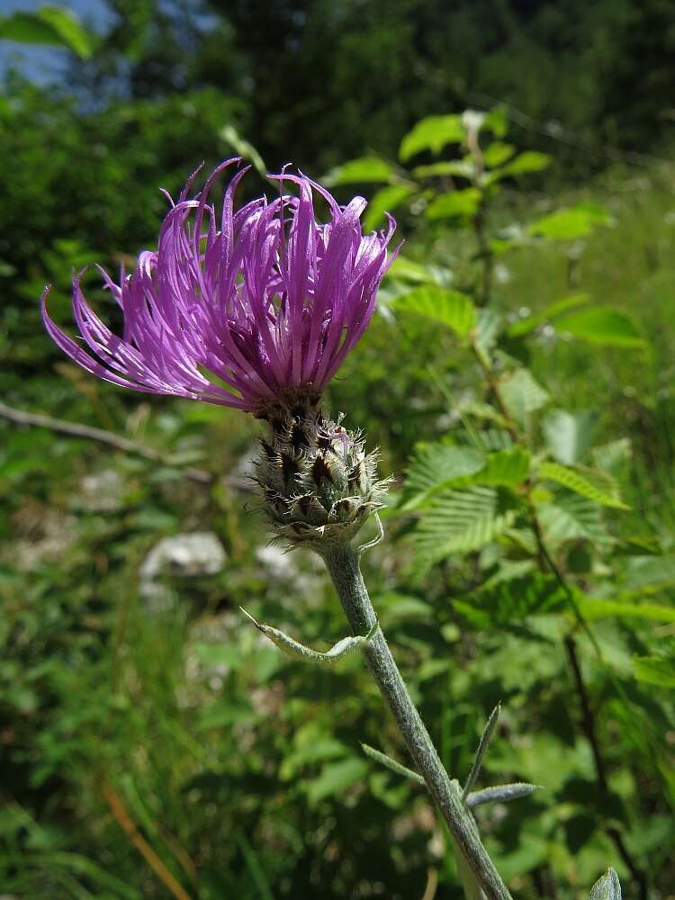 Слика од Centaurea ambigua Guss.