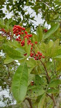 Image of <i>Schinus <i>terebinthifolia</i></i> var. terebinthifolia