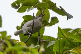 Image of Grey Apalis