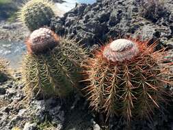 Image of Melocactus macracanthos (Salm-Dyck) Link & Otto