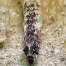 Image of Crested pipefish